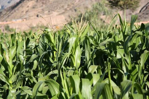 Green field of the corn Foto stock