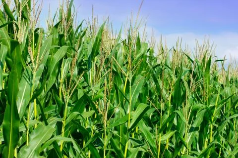 Green field of corn Stock Photos