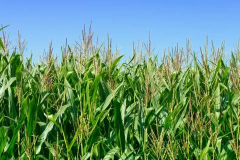 Green field of corn Stock Photos