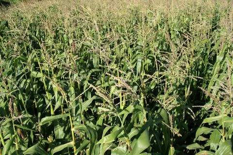 Green field of the corn in summer Stock Photos
