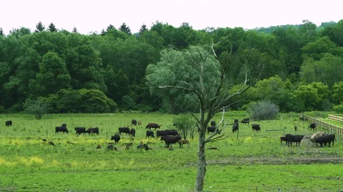 Green field with cows grazing in it Stock Footage 130144057