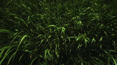 Green Field Crane up 스톡 동영상 62901524