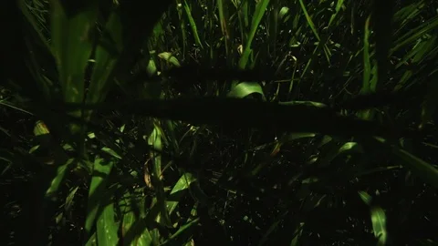 Green Field Crane up Stock Footage 69715016