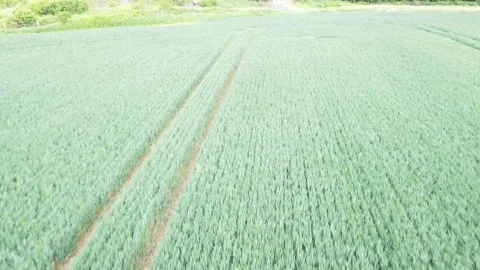 Green Field Crops Drone Stock Footage 195939464