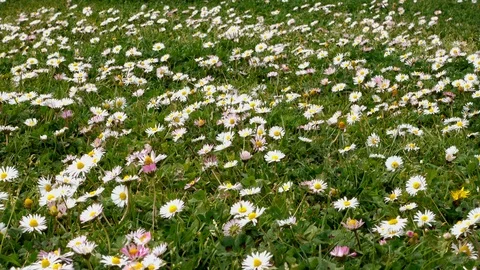 Green field with daisies Stock Footage 108441645
