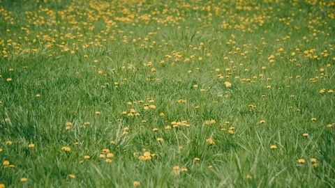 A green field with dandelions Video stock 88815499