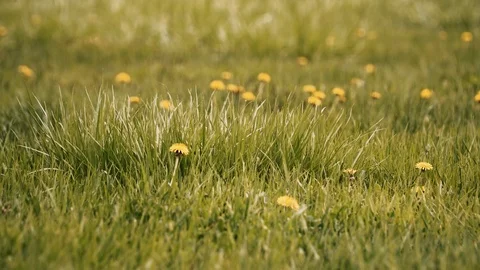 A green field with dandelions Stock Footage 88815532