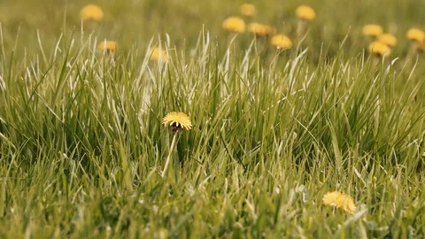 A green field with dandelions Stock Footage 88815543