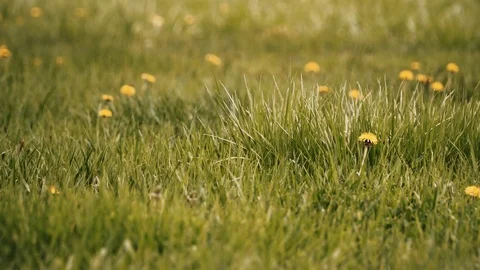 A green field with dandelions Stock Footage 88815558