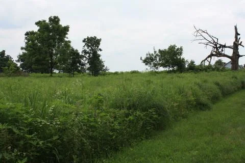 Green Field With Dead Tree Stock Photos