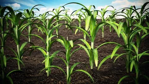 Green field with depth of field effect. 3D illustration Stock Illustration