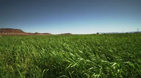 Green Field in the Desert Stock Footage 62901178