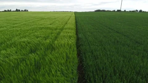 Green field. Drone flight over the field. Stock Footage 221653762