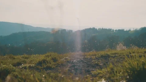 Green Field during Sunset on a Summer Day | HD Stock Footage 88471796