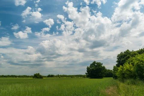 Green field on the edge of the forest Stock Photos