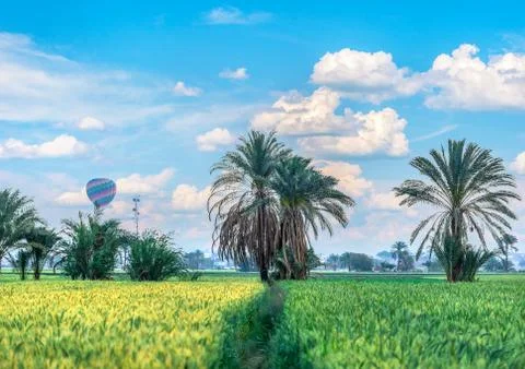 Green field in Egypt Stock Photos