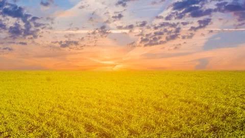 Green field at the evening time lapse scene Stock Footage 266129239