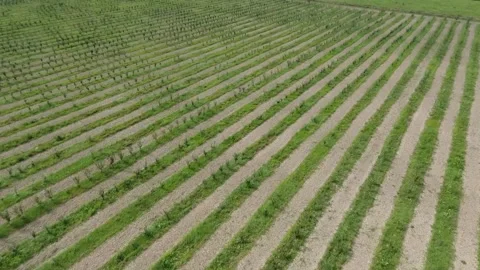 Green field on the farm Stock-Footage 130830288