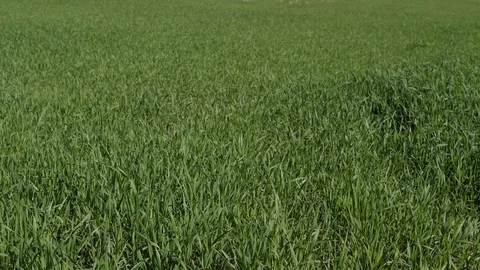 Green Field Farming Stock Footage 113683504