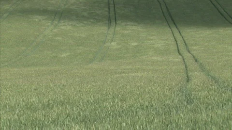 Green field Stock Footage 458586