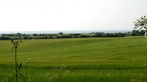 Green field Video stock 780706