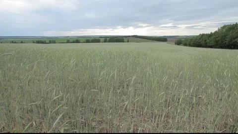 Green field 動画素材 993543