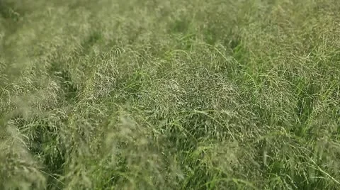 Green Field Video stock 10600122