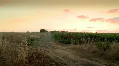 Green Field Stock Footage 20522483