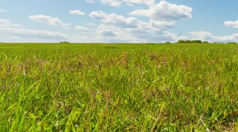 Green Field Stock Footage 22119638