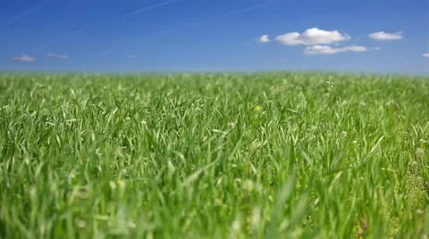 Green field Stock Footage 24653853