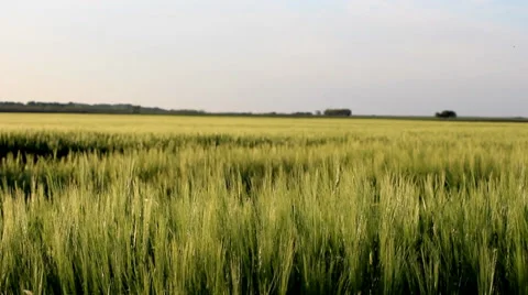 Green field Stock Footage 34753752