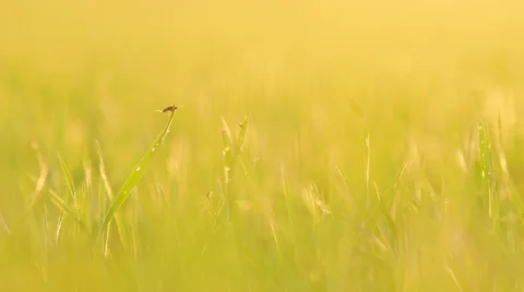 Green field Stock Footage 51394623