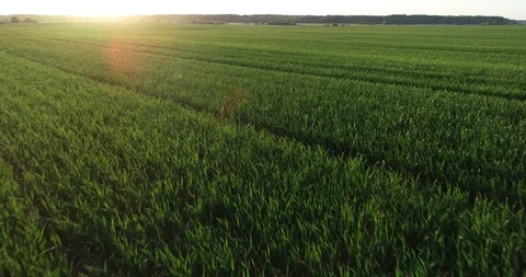 Green field Stock Footage 95063783