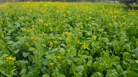 Green Field Stock Footage 99959995