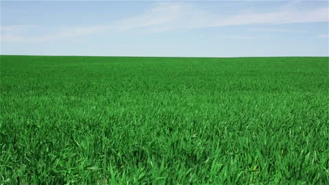 Green field Stock Footage 100544200