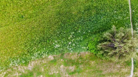 Green field Stock Footage 110035224