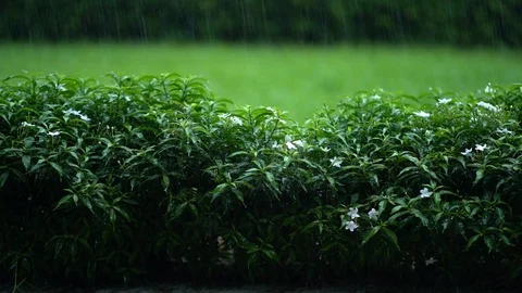 Green field Video stock 111375201