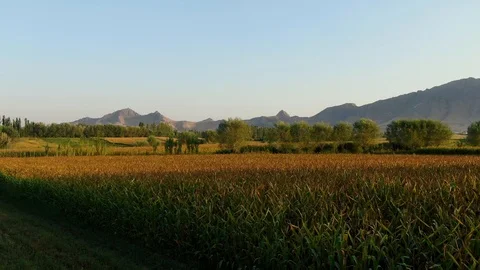 Green Field 库存影片 115953053