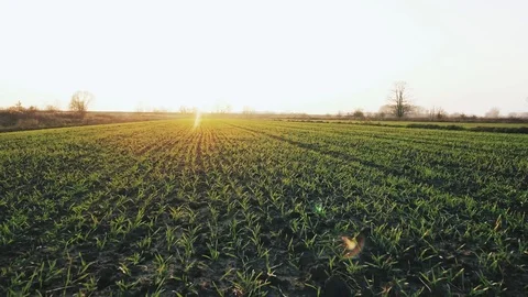 Green field Video stock 122336216