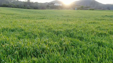Green field Stock Footage 128666237