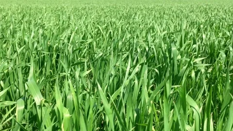 Green field Stock Footage 143795721