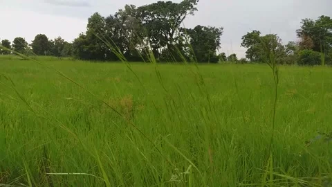 Green field Stockbeeldmateriaal 161721666