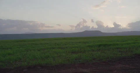 Green Field Stock Footage 203906624