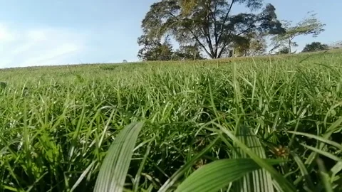 Green field Stock-Footage 248729826