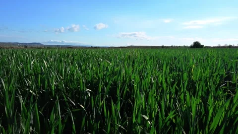 A green field Stock Footage 277215898