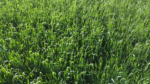 Green field Stock Footage 279752454