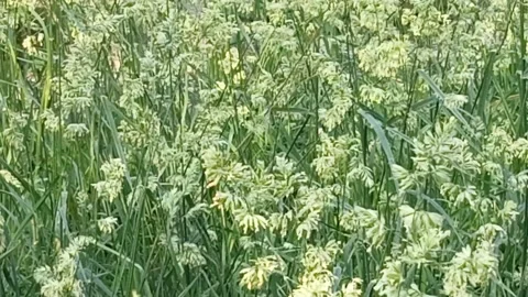 Green field Stock Footage 310596698