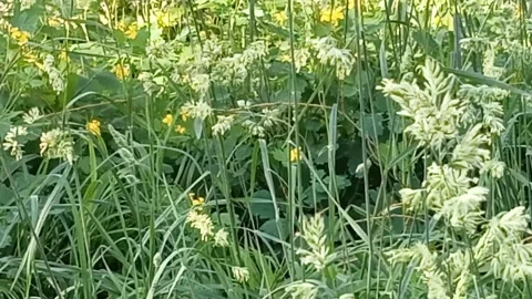 Green field Stock Footage 310596701