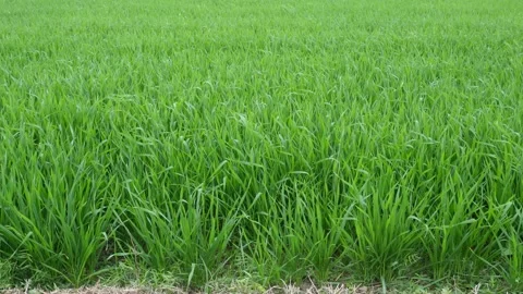 Green field 스톡 동영상 332567015