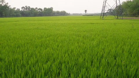 Green Field Stock Footage 333924576